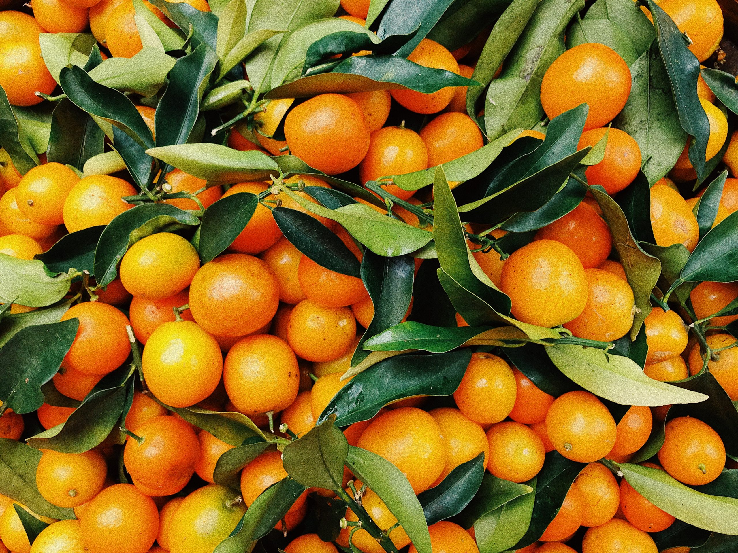 oranges growing